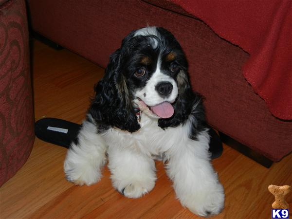 American Cocker Spaniel Puppies