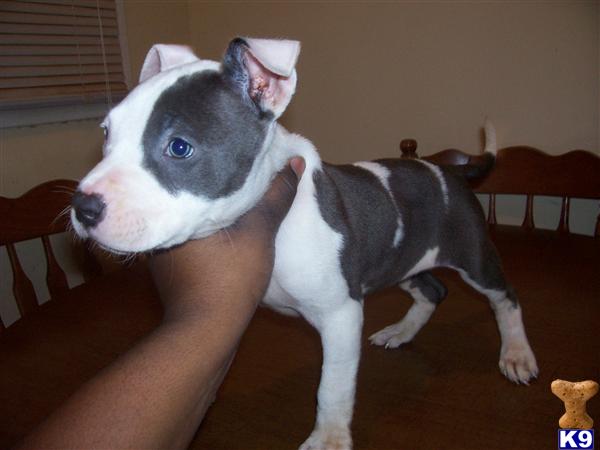 Puppies in Greensboro