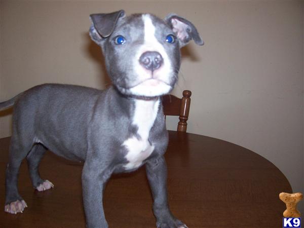Puppies in Greensboro