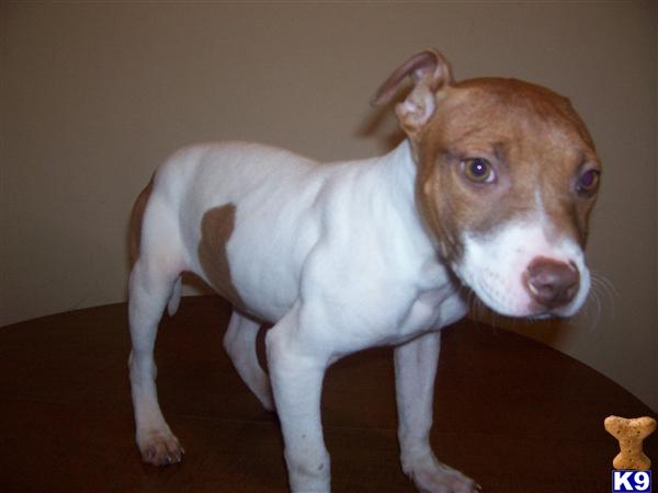 Puppies in Greensboro