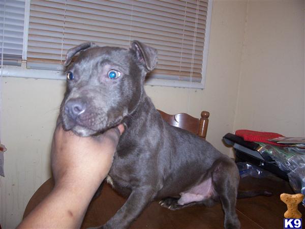 American Pit Bull Puppies for Sale in North Carolina