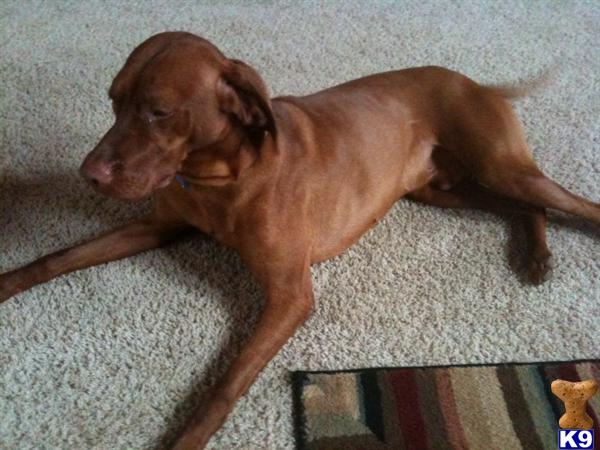 Dogs - Vizsla