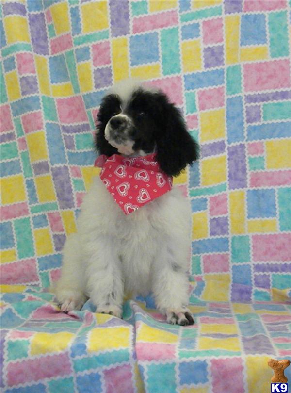 Poodle Puppies