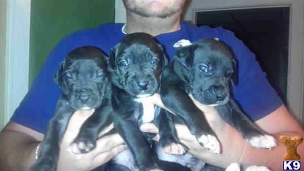 great dane puppies for sale in wv document moved great dane puppies for sale in wv document moved