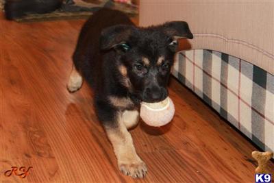 Puppies in CT