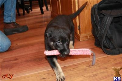 Puppies in CT
