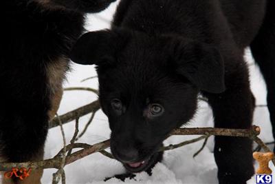 Puppies in CT