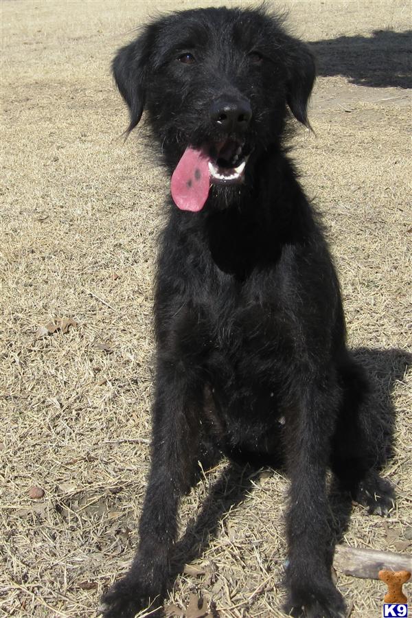 Dogs - Labradoodle