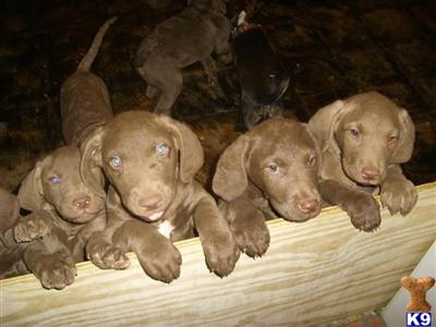 Chesapeake Bay Retriever Puppies