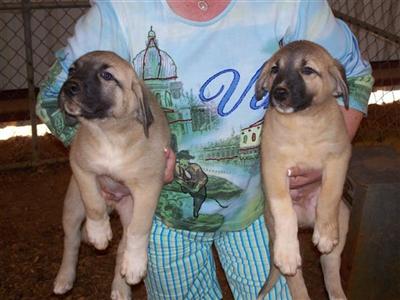 Anatolian Shepherd Dog Puppies for Sale