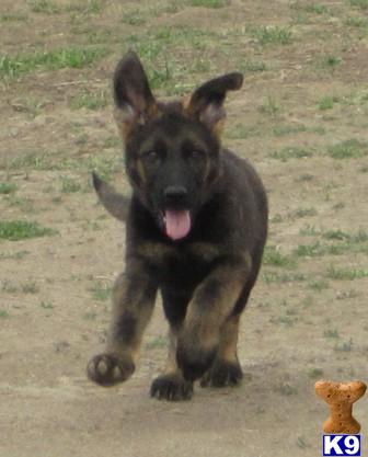 Puppies in WA