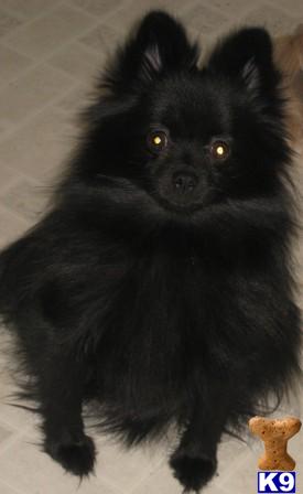 Dogs - Pomeranian