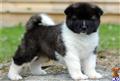 Akita