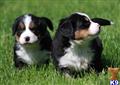 Bernese Mountain Dog