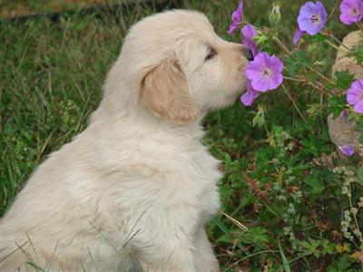 Puppies in WI