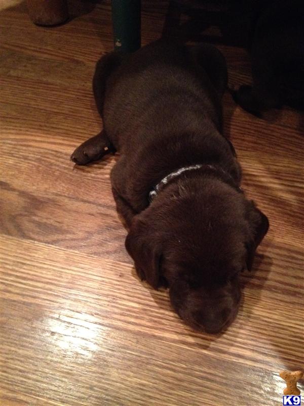 puppies for sale in santa clarita document moved puppies for sale in santa clarita document moved