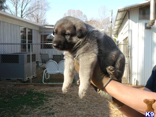 German Shepherd Puppies in SC