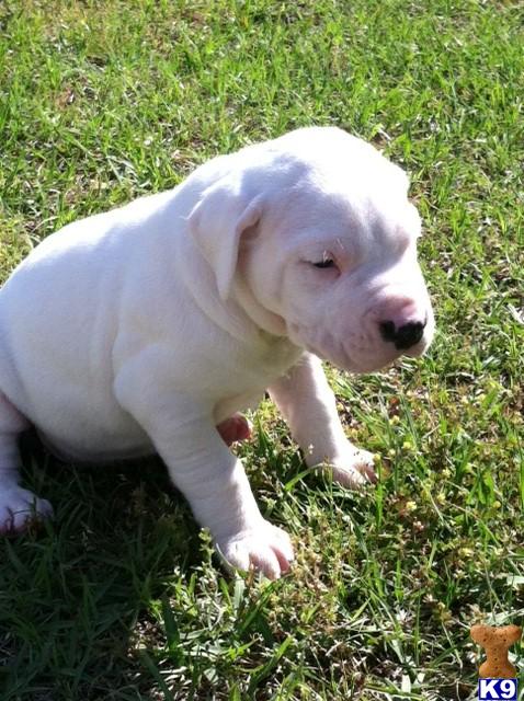 dogo argentino puppies for sale breed profile dogo argentino pictures puppies for sale breeds picture dogo argentino puppies for sale breed profile dogo argentino pictures puppies for sale breeds picture