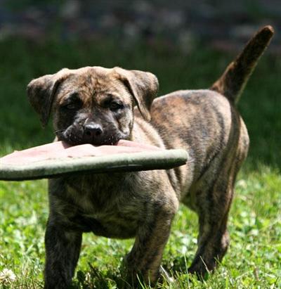 Presa Canario Puppies for Sale