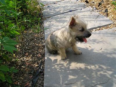 Cairn Terrier Puppies for Sale