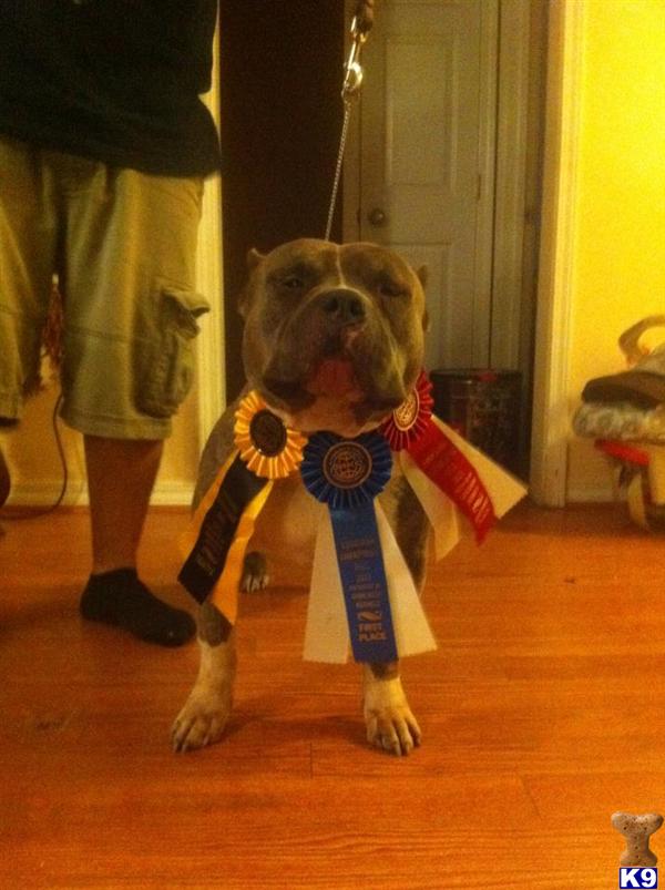 Stud Dogs in LA