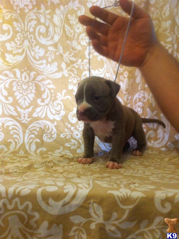 Puppies in LA