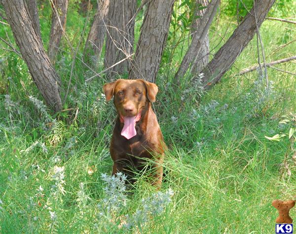 Stud Dogs in OK