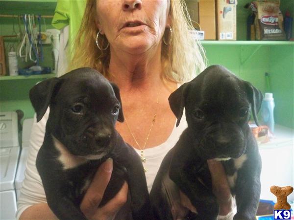 Boxer Puppies in TX