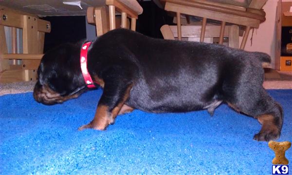 Doberman Pinscher Puppies in TX