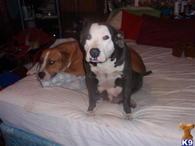 Puppies for Adoption