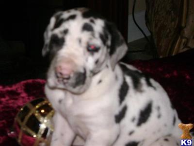 Puppies in Ocala