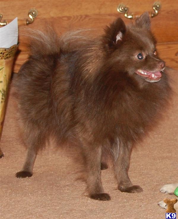 Stud Dogs - Pomeranian