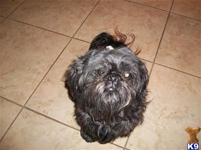 Stud Dogs - Shih Tzu