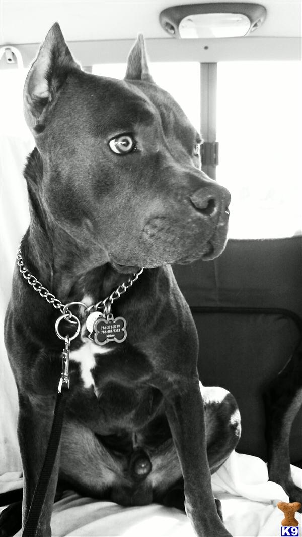 Stud Dogs - American Pit Bull