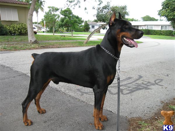 Golden Retriever Puppy Playing
