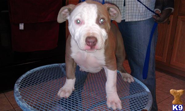 American Pit Bull Puppies