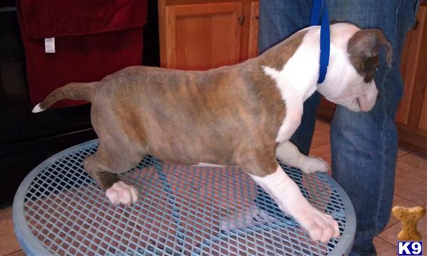 American Pit Bull Puppies