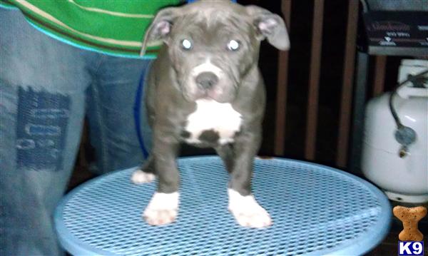 American Pit Bull Puppies
