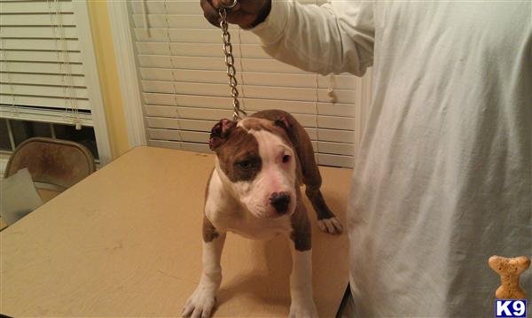 Puppies in Raleigh