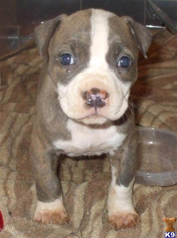 pitbull puppies nc document moved pitbull puppies nc document moved