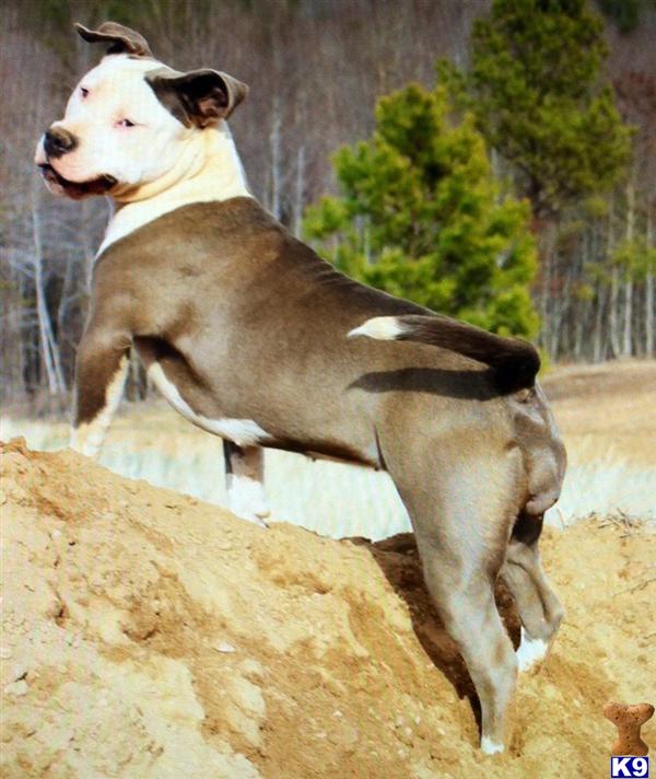 American Pit Bull dog