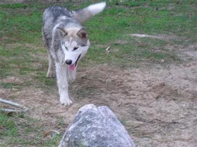 Alaskan Malamute Puppies in MI