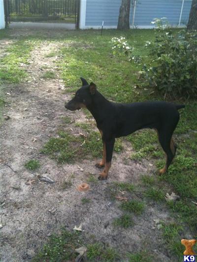 Doberman Pinscher Puppies in TX