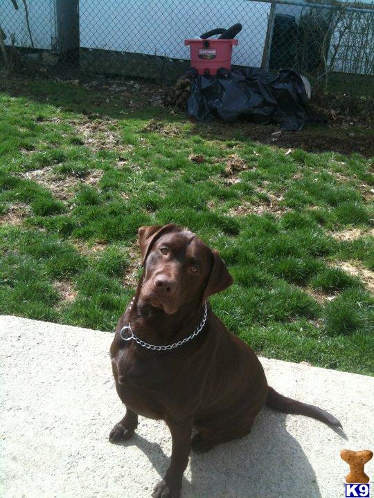Stud Dogs in WV