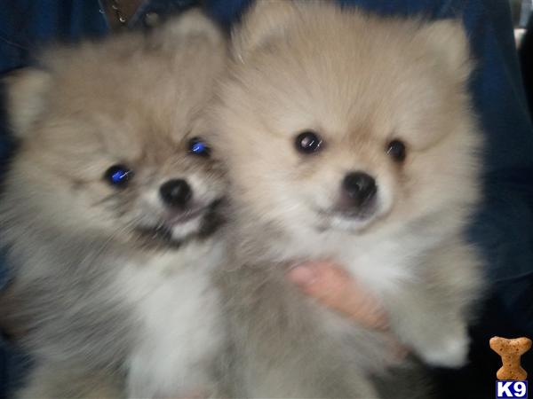 Pomeranian Puppies in TX