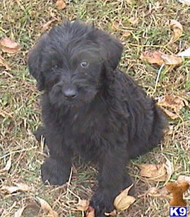Labradoodle Puppies for Sale