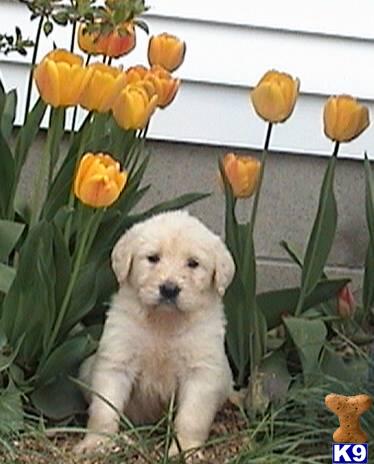Labradoodle Puppies for Sale