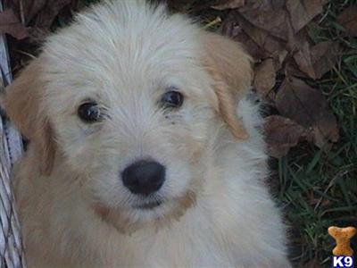 Dogs for Sale in MI