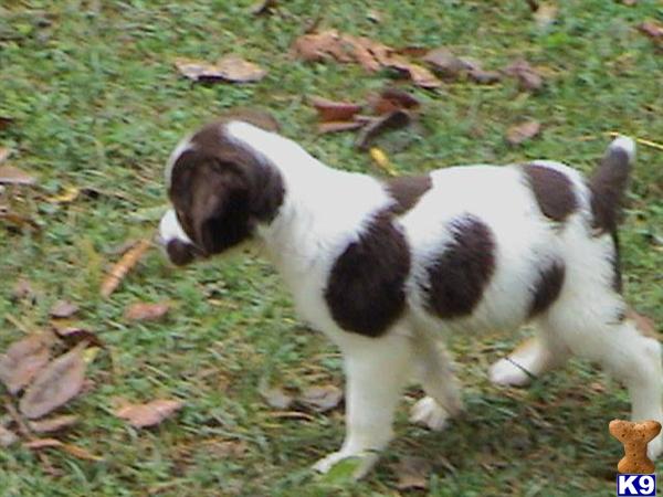 Brittany Puppies