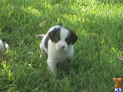 French Brittany Puppies for Sale